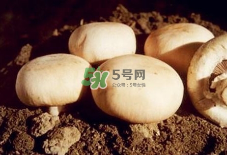 口蘑是發(fā)物嗎？口蘑是白蘑菇嗎