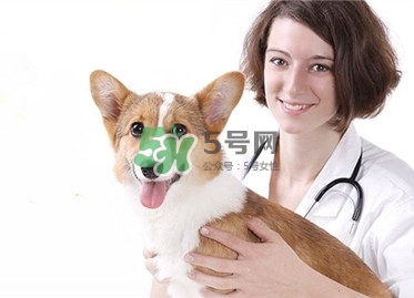 孕婦能養(yǎng)狗嗎？孕婦養(yǎng)狗注意事項(xiàng)