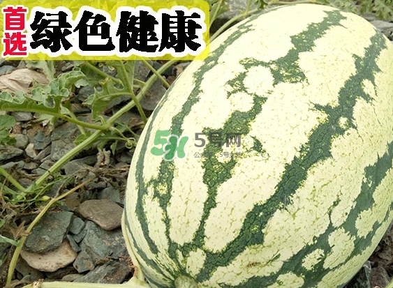 石頭瓜什么時(shí)候上市？石頭瓜多少錢一斤？