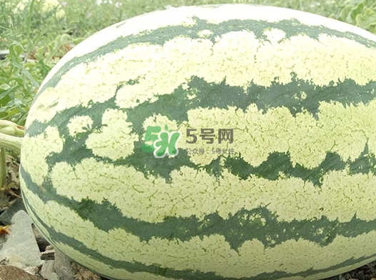 石頭瓜什么時(shí)候上市？石頭瓜多少錢一斤？