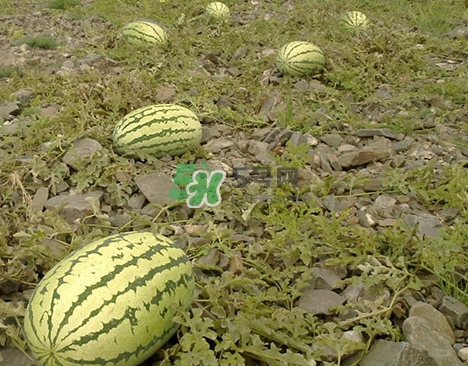 石頭瓜什么時(shí)候上市？石頭瓜多少錢一斤？