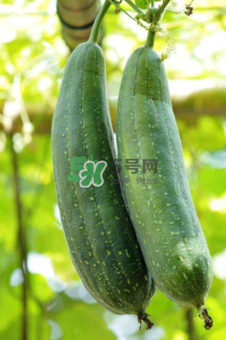 秋天吃絲瓜掉頭發(fā)嗎？秋天吃絲瓜愛掉頭發(fā)是真的嗎？