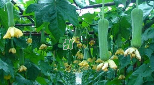 秋天吃絲瓜掉頭發(fā)嗎？秋天吃絲瓜愛掉頭發(fā)是真的嗎？