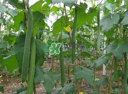 秋天絲瓜有毒嗎？秋天絲瓜能吃嗎？