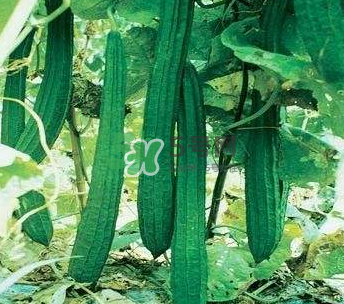 秋天絲瓜有毒嗎？秋天絲瓜能吃嗎？