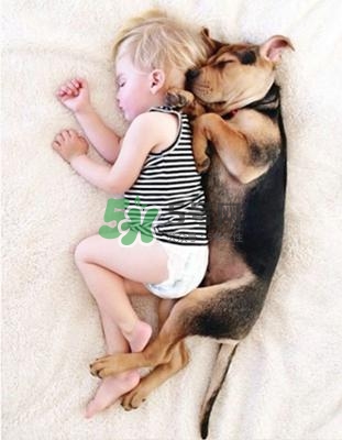 孕婦能養(yǎng)狗嗎？孕婦養(yǎng)狗注意事項(xiàng)