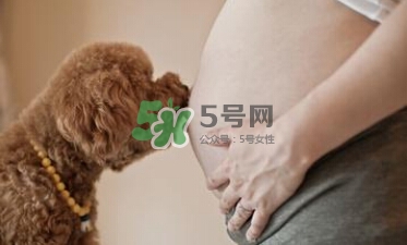 孕婦不能養(yǎng)寵物嗎？為什么孕婦不能養(yǎng)寵物？