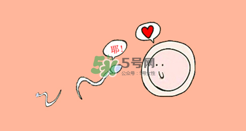 精子在女性體內可以存活多久？男性的精子會枯竭嗎？