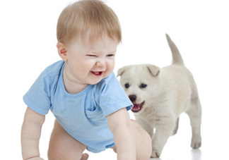 孕婦能養(yǎng)狗嗎？孕婦養(yǎng)狗注意事項(xiàng)