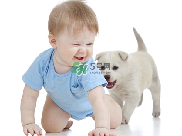 孕婦能養(yǎng)狗嗎？孕婦養(yǎng)狗注意事項(xiàng)