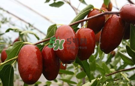 秋季吃什么水果最好？秋季常吃什么水果比較好？