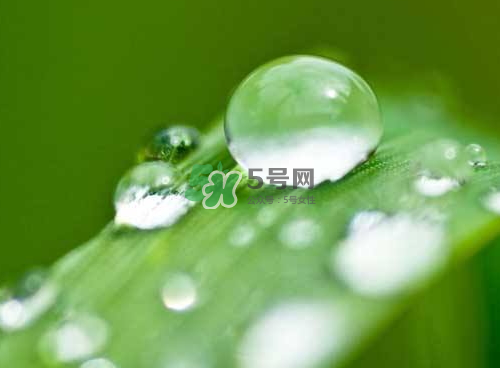 白露可以種什么菜？白露過后能種植什么蔬菜？