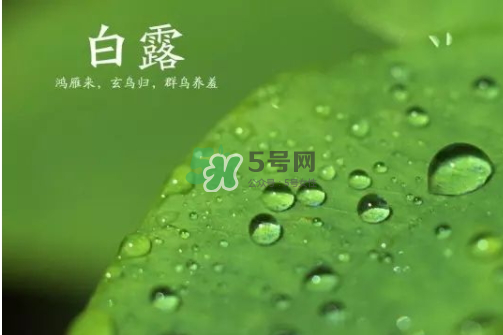 白露可以種什么菜？白露過后能種植什么蔬菜？