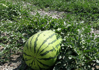 石頭瓜和麒麟瓜哪個(gè)好吃？石頭瓜有籽嗎