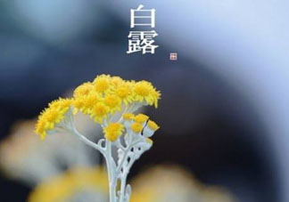 白露可以種什么菜？白露過后能種植什么蔬菜？