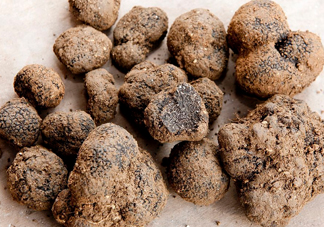 松露是什么樣子的？松露是怎么形成的