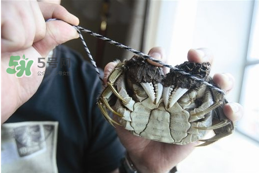 大閘蟹為什么要綁？大閘蟹怎么捆？