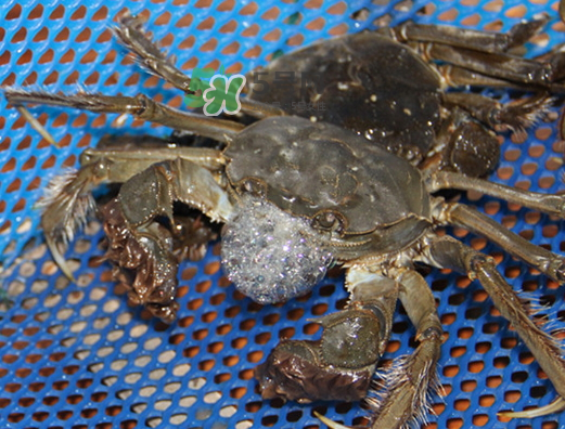 大閘蟹為什么吐泡泡？大閘蟹吐泡泡怎么回事？