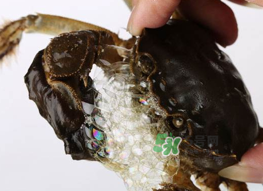 大閘蟹為什么吐泡泡？大閘蟹吐泡泡怎么回事？