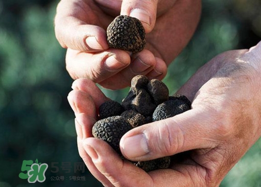 中國哪里有白松露？黑松露和白松露哪個貴？