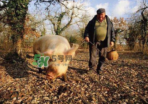 松露什么時候采摘？松露怎么采摘