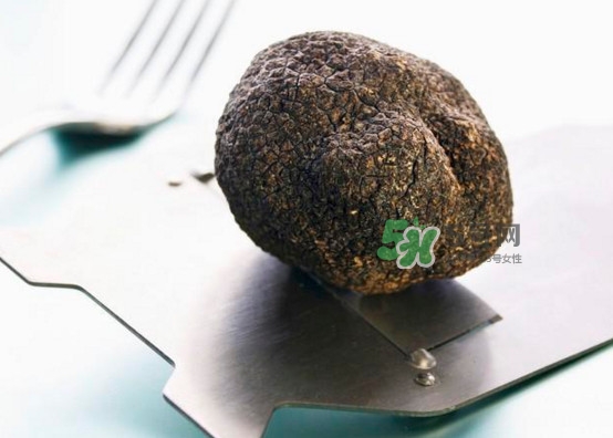 中國哪里有白松露？黑松露和白松露哪個貴？