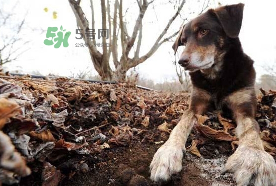 松露什么時候采摘？松露怎么采摘