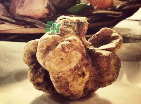 世界上評價較高的松露品種是什么？白松露和黑松露哪個好