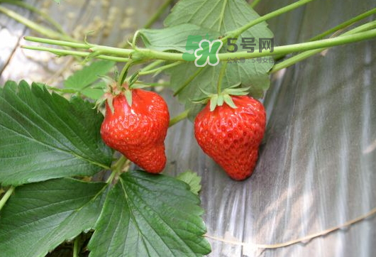 九月份可以種草莓嗎？九月份有草莓吃嗎？