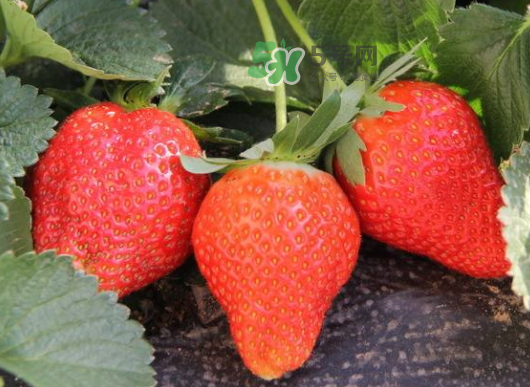 九月份可以種草莓嗎？九月份有草莓吃嗎？