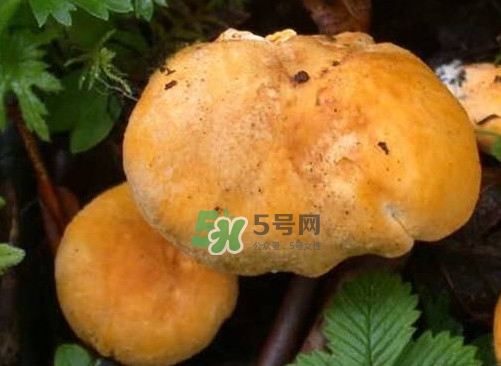 新鮮雞油菌怎么保存？干雞油菌怎么保存