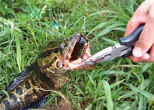 九月份可以釣黑魚嗎？9月份可以釣黑魚嗎？