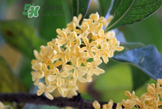 家里為什么不能種桂花？桂花為什么不能栽在家里