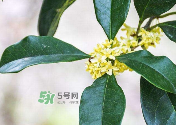 桂花樹種在院子哪里好？桂花樹種在家門口好嗎