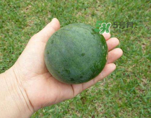 9月份可以種西瓜嗎？九月份種西瓜會(huì)結(jié)果嗎？