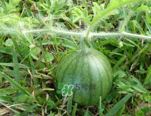 9月份可以種西瓜嗎？九月份種西瓜會(huì)結(jié)果嗎？