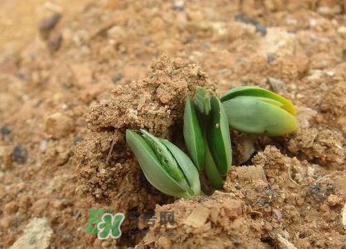 9月份可以種西瓜嗎？九月份種西瓜會(huì)結(jié)果嗎？