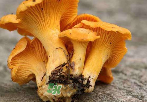 雞油菌怎么清洗？雞油菌要焯水嗎