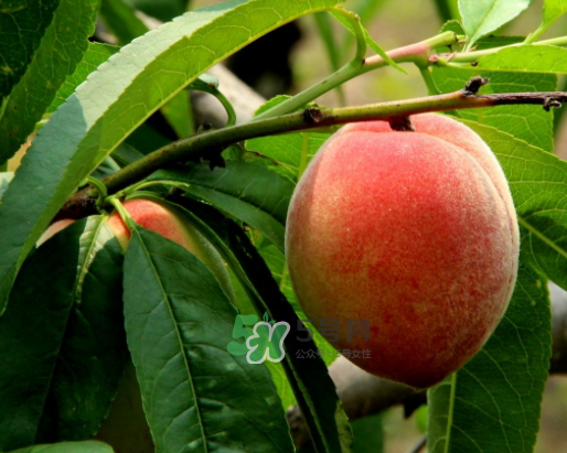 九月份還有桃子嗎？9月份成熟的桃子有幾種？