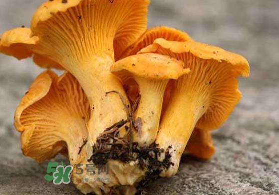 雞油菌什么季節(jié)有？雞油菌什么時候采摘