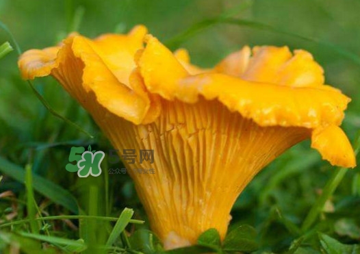 雞油菌孕婦能吃嗎？孕婦可以吃雞油菌嗎