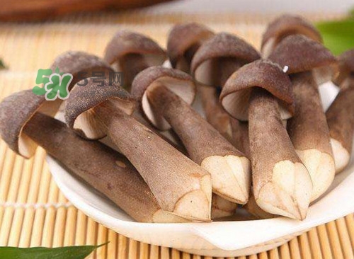 雞樅菌什么人不能吃？雞樅菌哪些人能吃