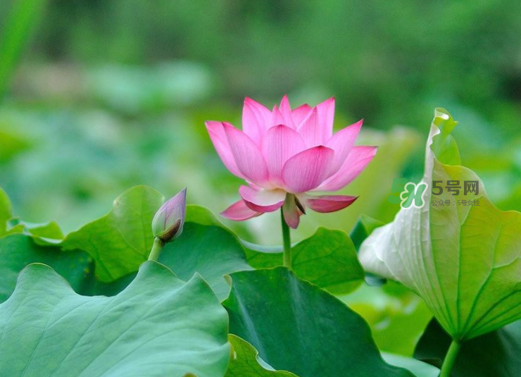 荷花桿可以吃嗎？荷花桿怎么吃？