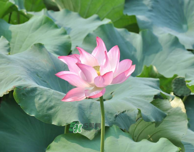 荷花桿可以吃嗎？荷花桿怎么吃？