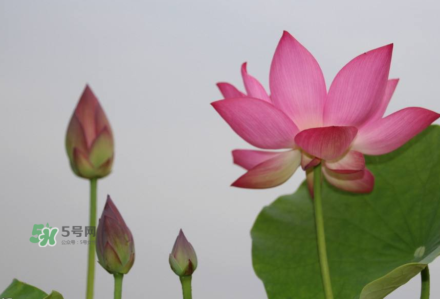 荷花桿可以吃嗎？荷花桿怎么吃？