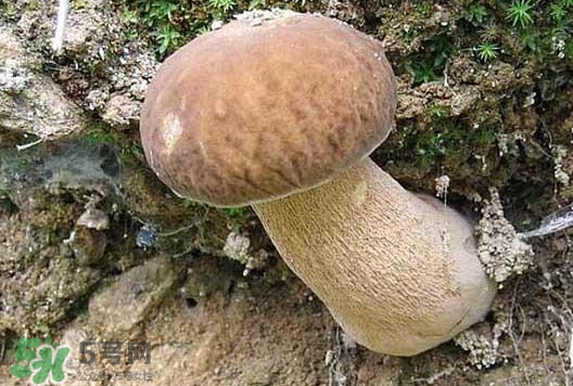 牛肝菌種類有哪些？牛肝菌與什么食物相克