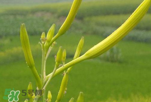 黃花菜是植物的什么部分？黃花菜要去芯嗎？
