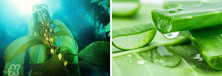 紀(jì)皙妍氣墊bb霜怎么樣？紀(jì)皙妍氣墊好不好用？