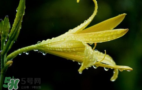 黃花菜什么時候種植？黃花菜什么時候采摘好