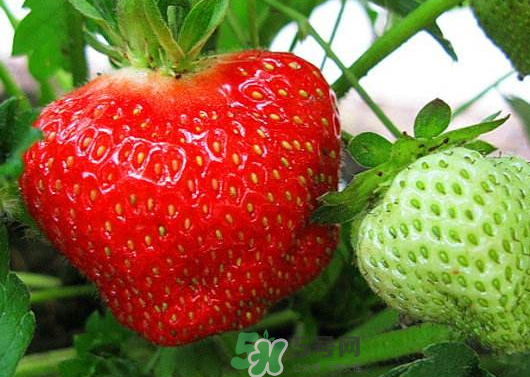 九月份可以種草莓嗎？九月份有草莓吃嗎？